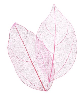 Güzel iskeletleşmiş yapraklar beyaz, üst manzara