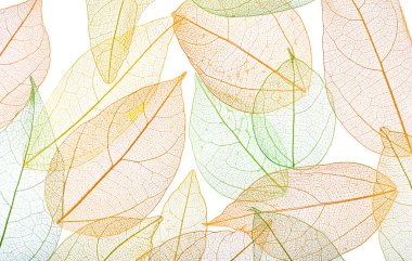 Beyaz arka planda güzel iskeletleşmiş yapraklar, düz uzanmış.