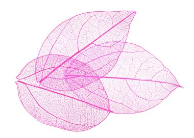 Güzel iskeletleşmiş yapraklar beyaz, üst manzara