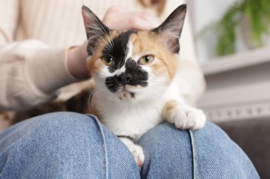 Ev sahibinin dizlerinin üstünde şirin bir kedi, yakın plan.