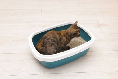 Yerdeki çöp kutusunda sevimli bir kedi.