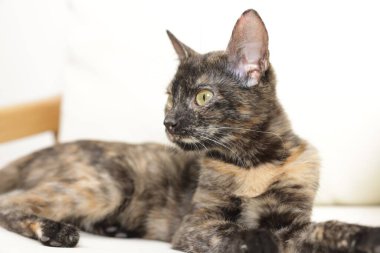 Şirin bir kedi kanepede dinleniyor.