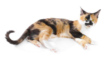 Beyaz arka planda yatan şirin bir kedi.