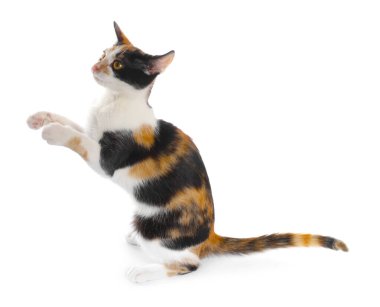 Beyaz arka planda oynayan şirin bir yavru kedi.