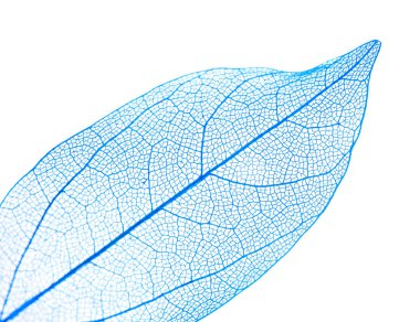 Güzel iskeletleşmiş yaprak beyaza izole edilmiş, üst manzara