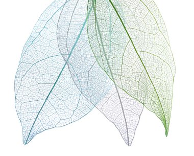 Güzel iskeletleşmiş yapraklar beyaz, üst manzara