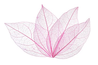 Güzel iskeletleşmiş yapraklar beyaz, üst manzara