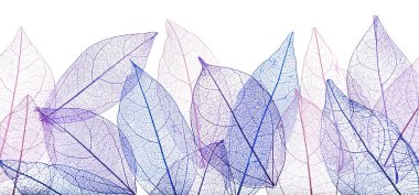 Güzel iskeletleşmiş yapraklar beyaz, üst manzara