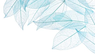 Güzel iskeletleşmiş yapraklar beyaz, üst manzara