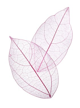 Güzel iskeletleşmiş yapraklar beyaz, üst manzara