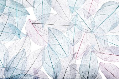 Beyaz arka planda güzel iskeletleşmiş yapraklar, düz uzanmış.