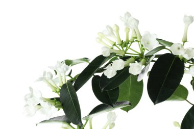 Beyaz tomurcukları olan güzel yasemin bitkisi.