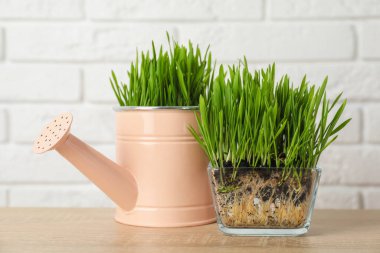 Şeffaf tencerede buğday çimeni ve beyaz tuğla duvarın yanındaki ahşap masada sulama kutusu.