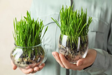 Arka planda şeffaf tencerede buğday çimeni olan kadın, yakın plan.