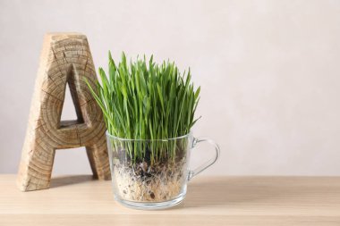 Şeffaf tencerede buğday çimi ve ışık duvarının yanındaki rafta dekor. Metin için boşluk