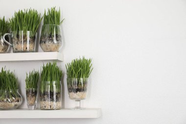 Işık duvarının yanındaki raflarda şeffaf çömleklerde buğday otu. Metin için boşluk