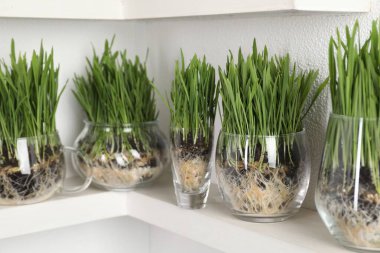 Buğday otları şeffaf kaplarda, aydınlık duvarın yanındaki raflarda, yakın plan