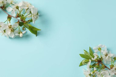 Açık mavi arka planda güzel çiçekli dallar, üst manzara. Tasarım için boşluk