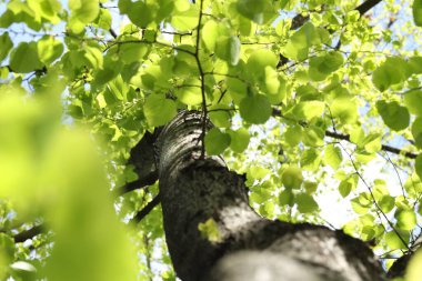 Ağaç kaplaması, dallar ve yeşil yapraklar, alt manzara.