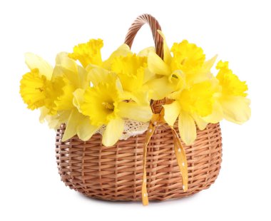 Beyaz sepetin içindeki güzel nergisler.