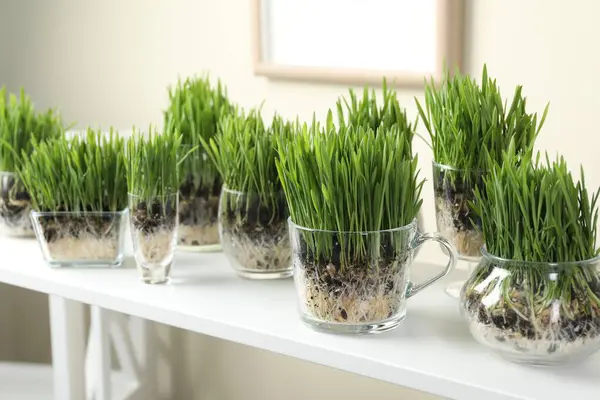 Beyaz raftaki şeffaf çömleklerde buğday çimenleri, yakın plan.