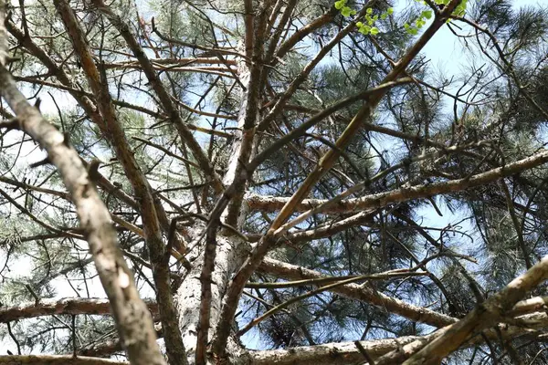 Ağaç kaplaması, dalları açık, alçak açılı.