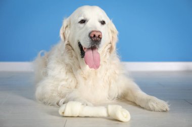 Kapalı alanda mavi duvarın yanında kemikleri çiğnenmiş sevimli bir köpek.