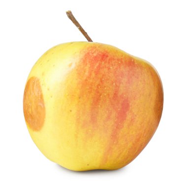 Bir çürük elma beyazda izole edilmiş.