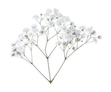 Beyaz arka planda güzel narin çigila çiçeği