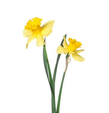 İki güzel sarı nergis beyaz üzerinde izole edilmiş.