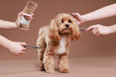 Bakım aletleri olan kadınlar ve kahverengi arka planda sevimli bir köpek, yakın plan.