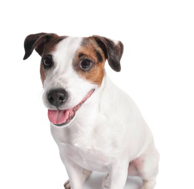 Beyaz arka planda sevimli Jack Russell Terrier köpeği