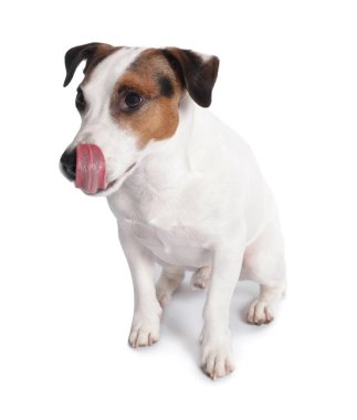 Beyaz arka planda oturan şirin Jack Russell Terrier köpeği.