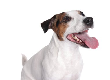 Beyaz arka planda şirin Jack Russell Terrier köpeği portresi