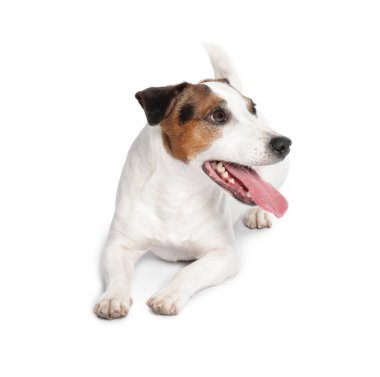 Beyaz arka planda sevimli Jack Russell Terrier köpeği