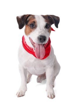 Beyaz arka planda oturan kırmızı bandanalı şirin Jack Russell Terrier köpeği.