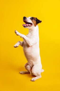 Sarı arka planda şirin Jack Russell Terrier köpeği
