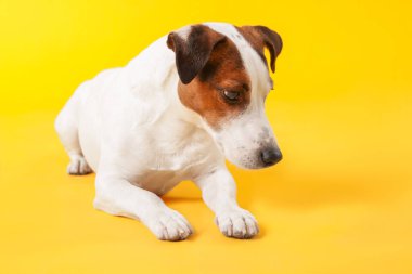 Sarı arka planda şirin Jack Russell Terrier köpeği