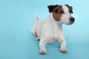Açık mavi arka planda yatan sevimli Jack Russell Terrier köpeği. Metin için boşluk