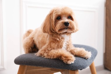 Şirin Maltipoo köpeği evde.