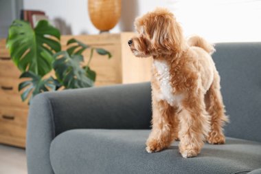 Evdeki kanepede oturan sevimli Maltipoo köpeği.