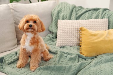 Evdeki kanepede oturan sevimli Maltipoo köpeği.