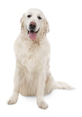 Beyaz arka planda sevimli Golden Retriever köpeği
