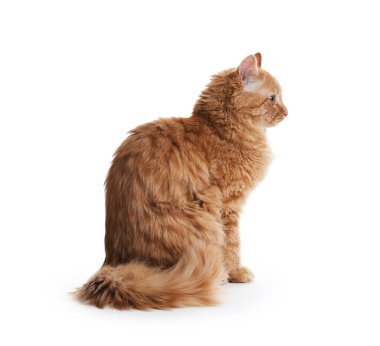 Beyaz arka planda sevimli kızıl kedi. Sevimli hayvan.