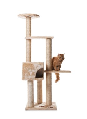 Beyaz arka planda sevimli kedi var.