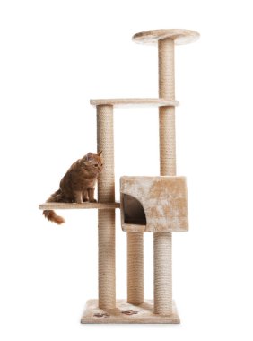 Beyaz arka planda sevimli kedi var.