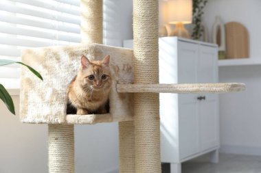 Evdeki evcil hayvan ağacında saklanan sevimli kedi.