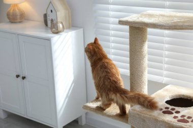 Evcil hayvan ağacındaki sevimli kedi.