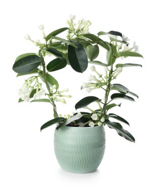 Beyaz tenceredeki güzel yasemin bitkisi.