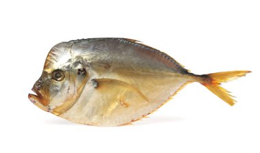 Bir kurutulmuş ay balığı beyazda izole edilmiş. Tuzlu atıştırmalık